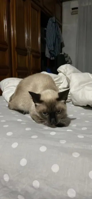 Chat Siamois de 8 mois