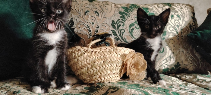 chatons pour adoption