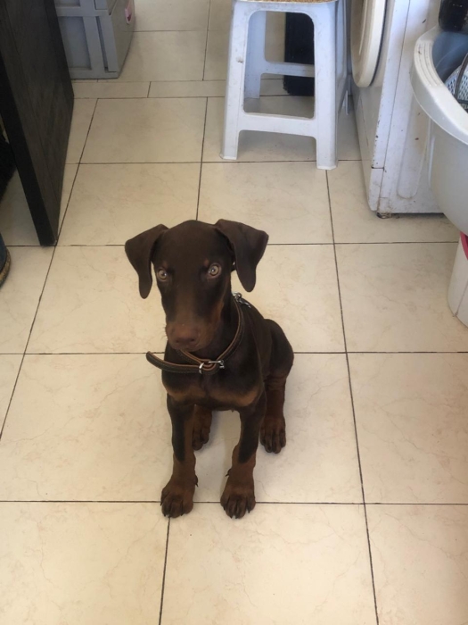 DOBERMAN 3,5 MOIS