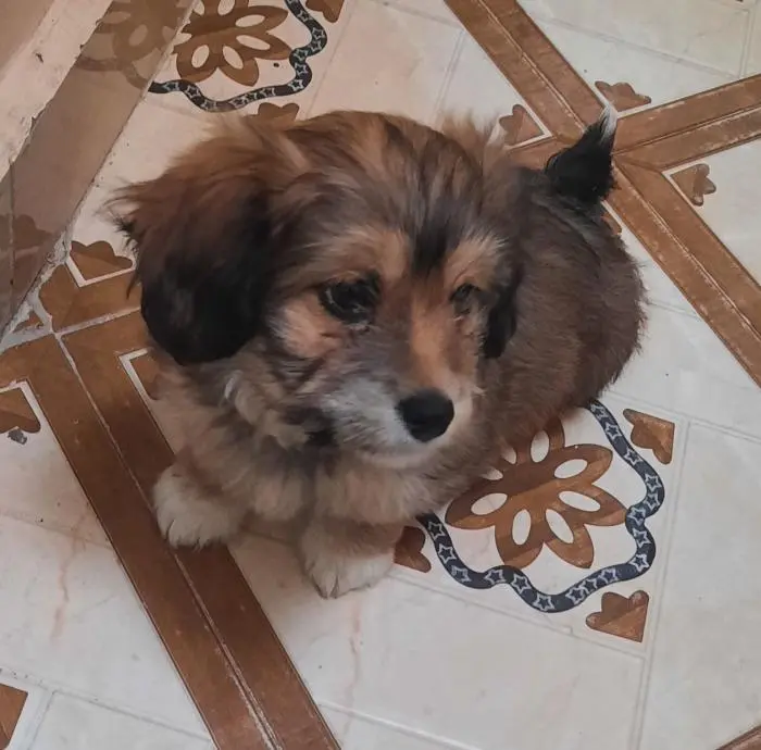 Bichon Havanais race pure