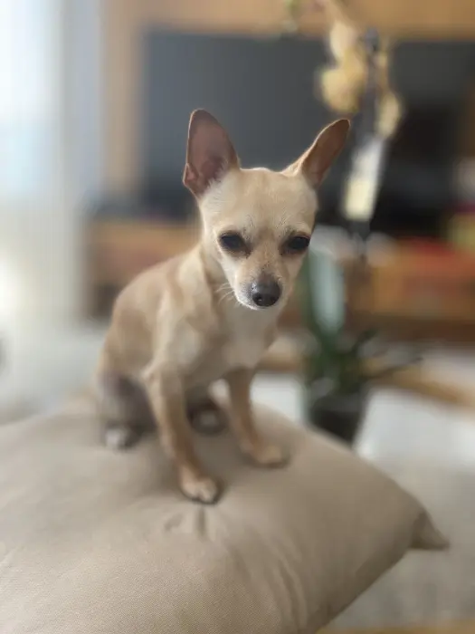 Chihuahua