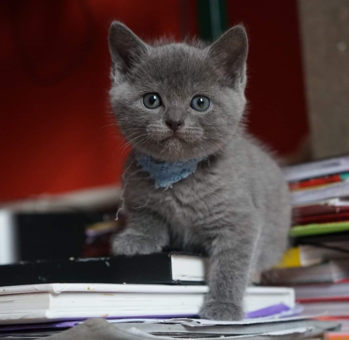 Chartreux chaton