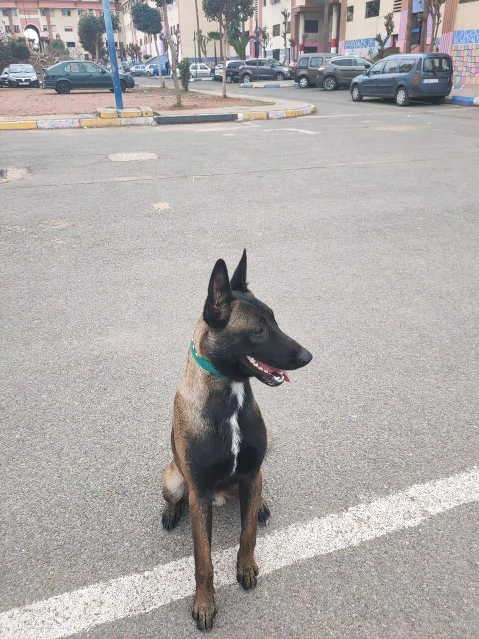 Chien malinois