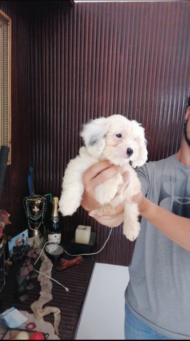 Bichon Maltais