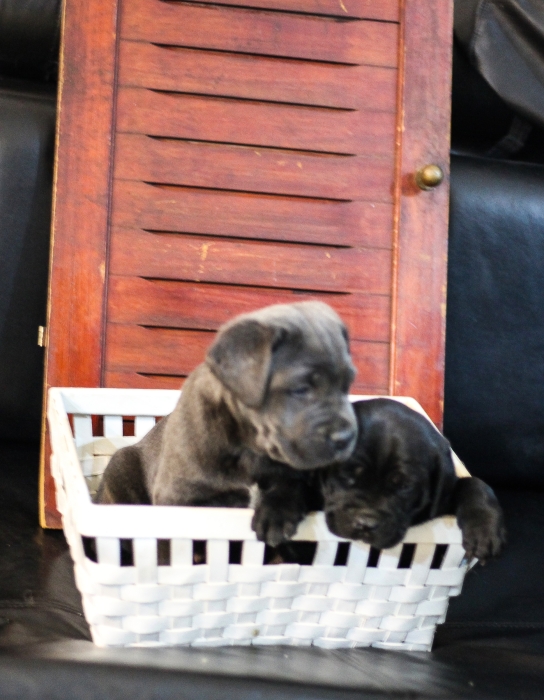 Disponibles magnifiques chiots cani corso