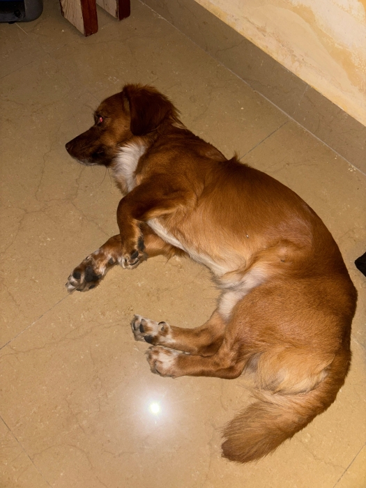 Chien à vendre occasion à ne pas rater