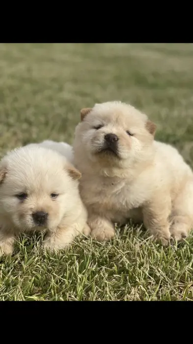 Chiots chowchow