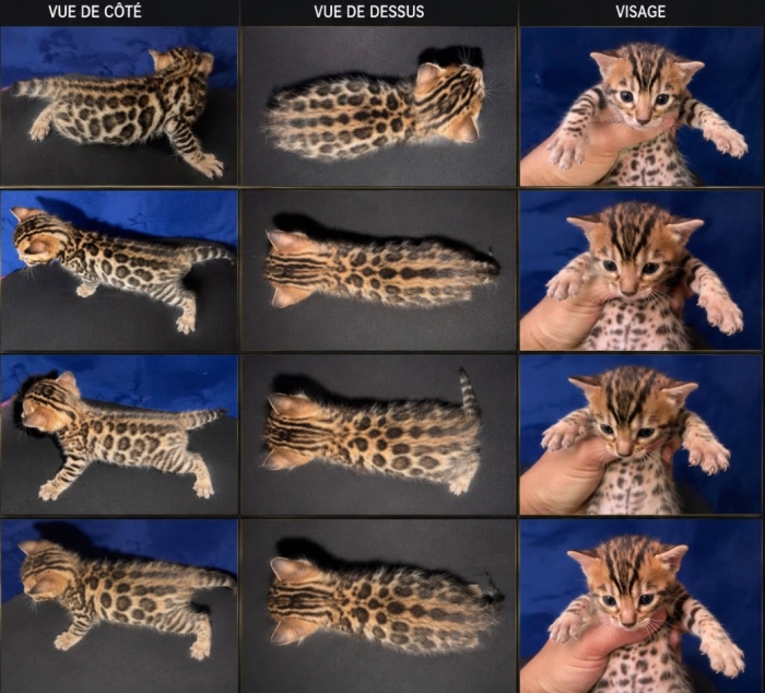 Chaton Bengal Brown Rosetted