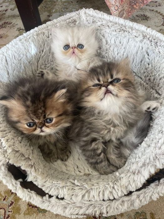 Chat persan chinchilla