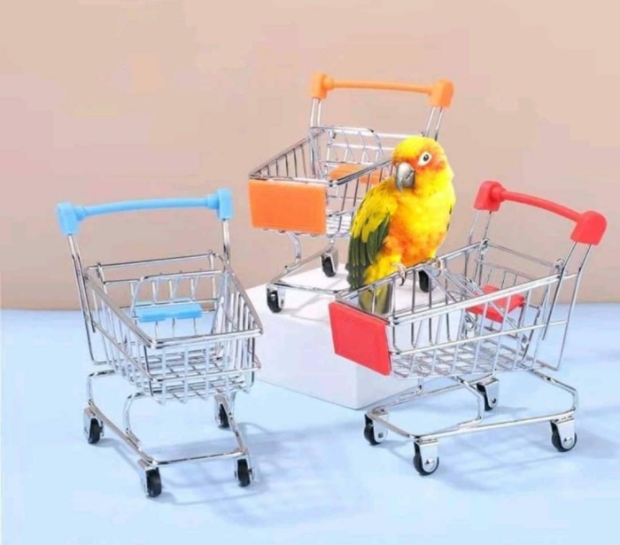 Des oiseaux bien dressé à Casablanca