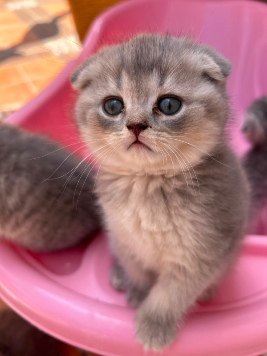 Des chatons scottish fold et straight