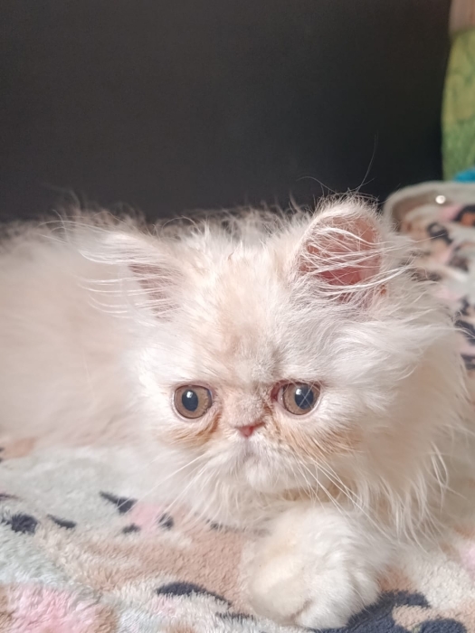 Chaton persan race pur 2 mois