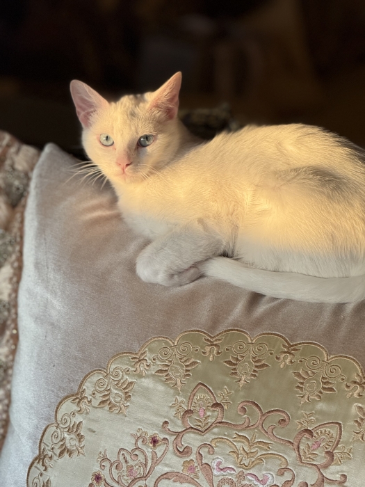 Turc angora