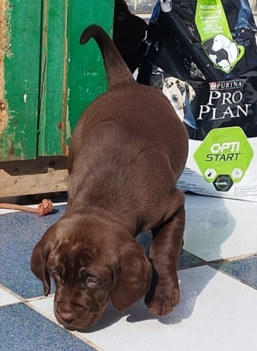 Labrador Chocolat