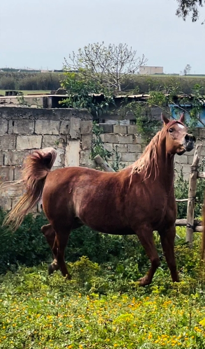 Jument pur sang arabe