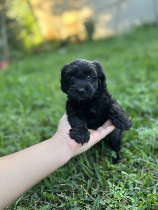 Des bichons havanais