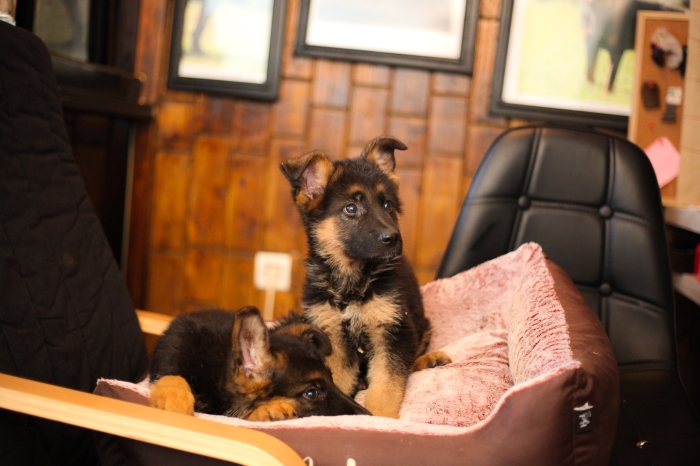 chiots berger allemad pedigree