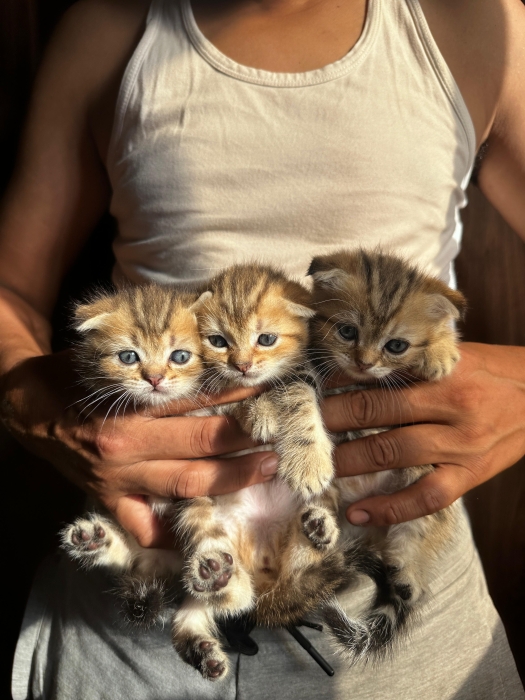 Chaton Scottich fold