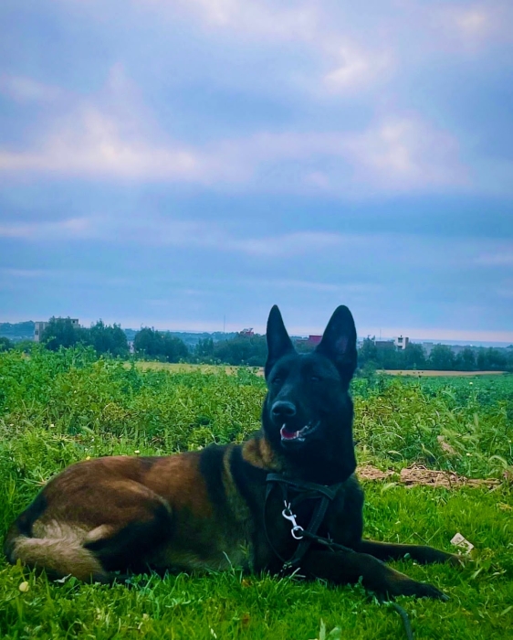 Petits chiot malinois charbonné