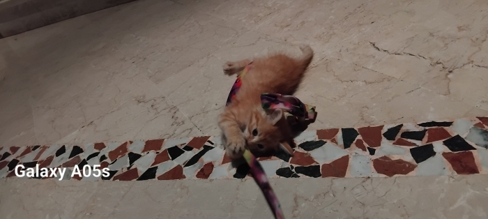 🧡 Chaton Persan Orange 🧡