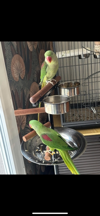 Perroquet alexandrine