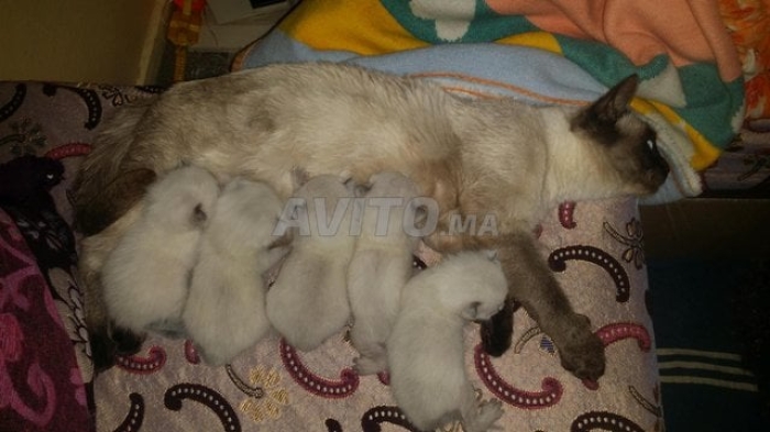 قطط سيامو صغير