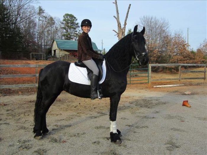 Cheval frison noir guapo pour votre famille