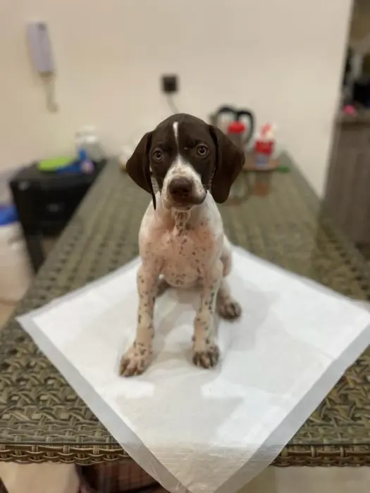 Pointer anglais a vendre