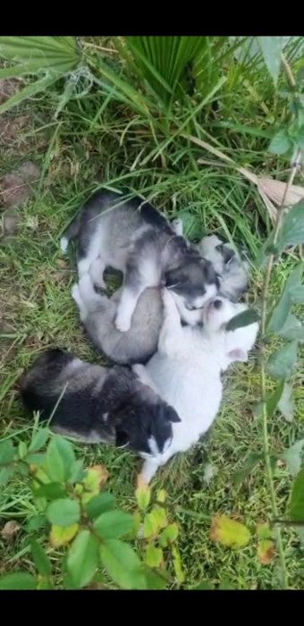 Chiots Husky alaskan malamute