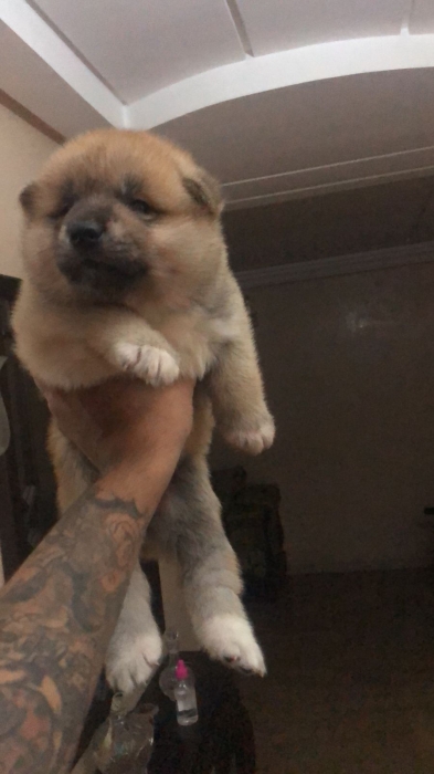 Disp chiot akita inu