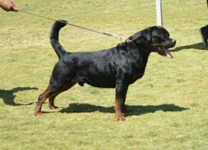 Rottweiler à vendre