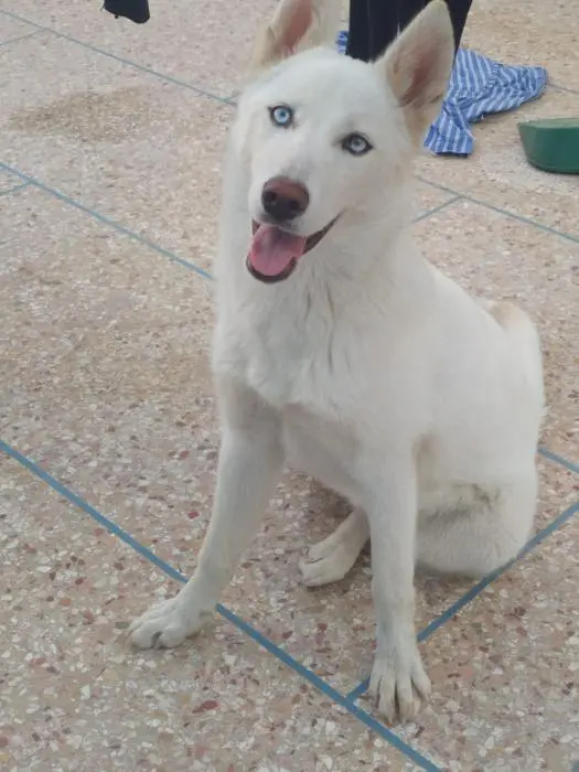 Hamzaaaa o achmn hamzaa