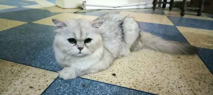 UN CHATON MÂLE PERSAN CHINCHILLA