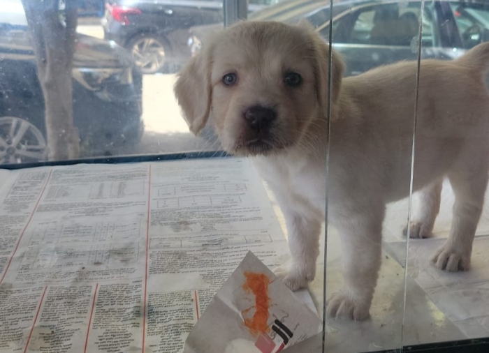 Golden retriever pure race
