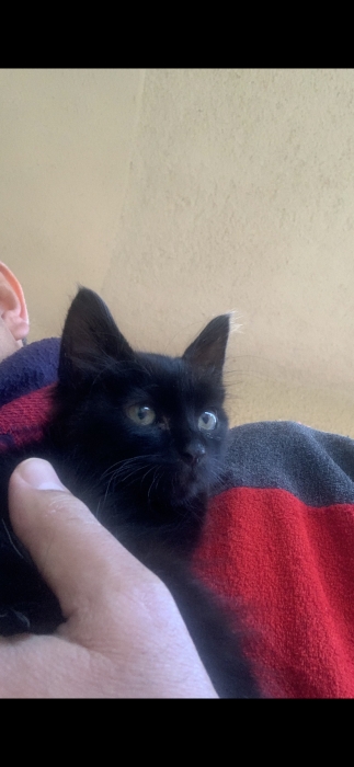 Donation très beau chaton oujda