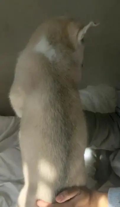 Chiots Huskys yeux verrons parents visibles sur place