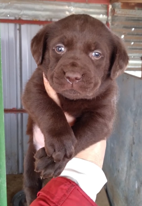 Labrador Chocolat