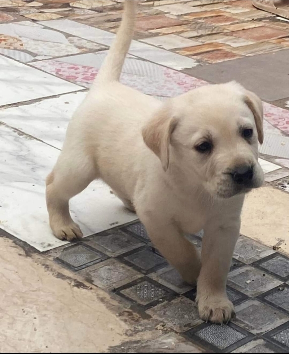 Labrador