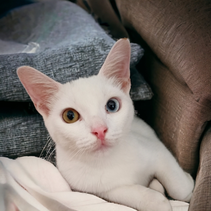 Angora mâle et femelle yeux différents