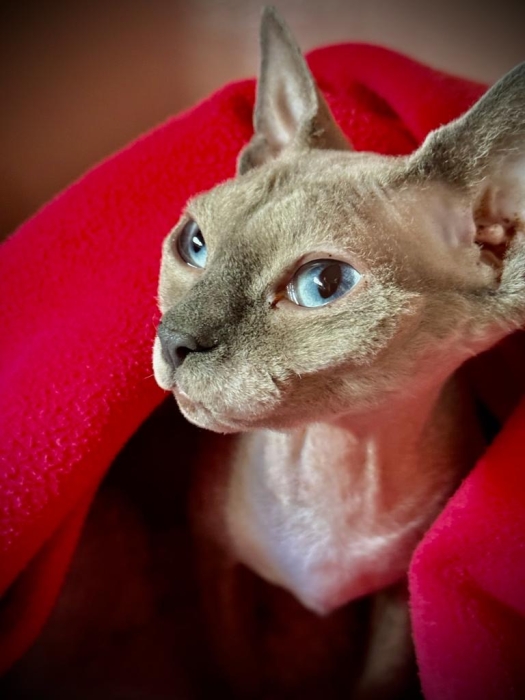 Chat sphynx femelle