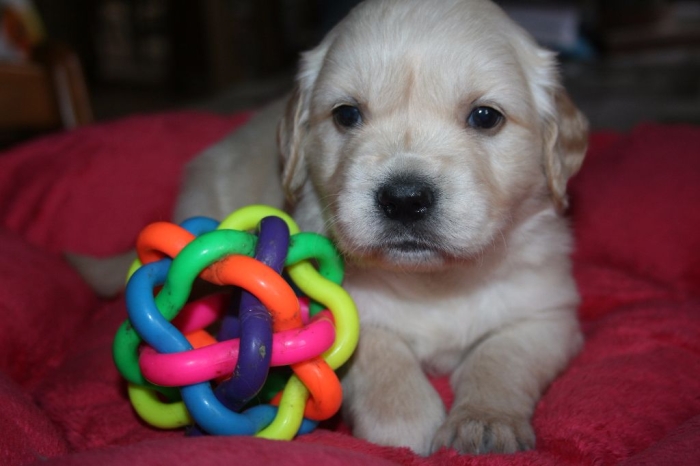 Golden retriever 🔥