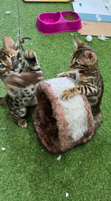Bengal cats