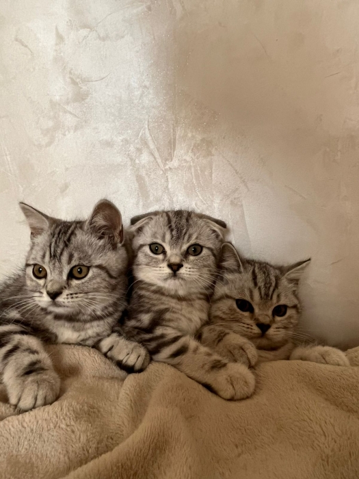 Chats scottish fold et straight