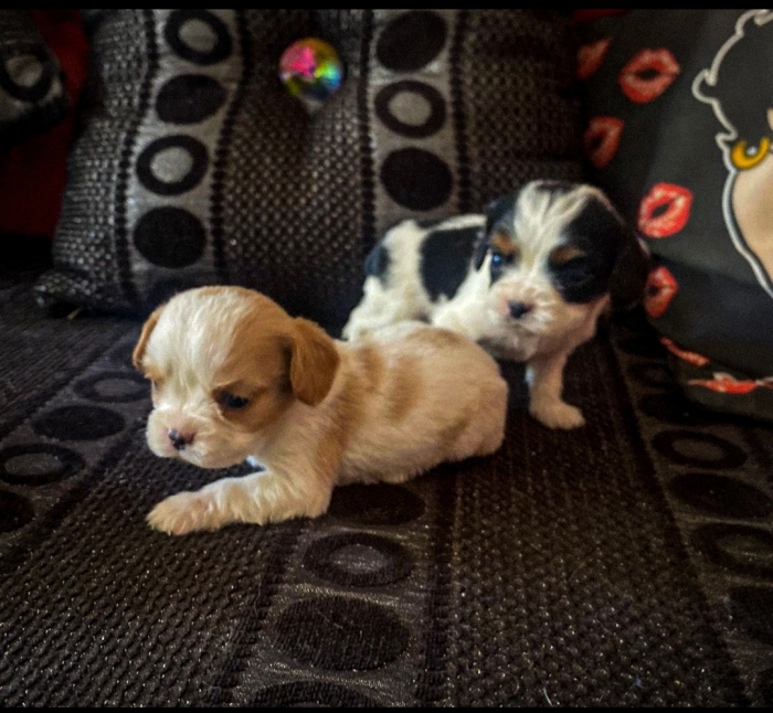 Cavalier king charles