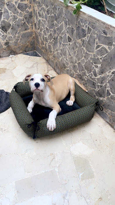 American bully/dogue argentin