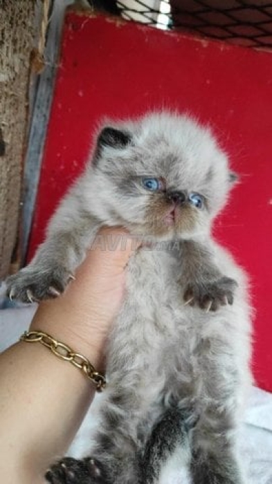 Persan chocolat point et blanc