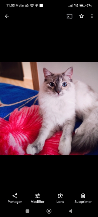 Adoption chat pour des raisons de santé