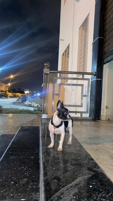 Bulldog francais femelle