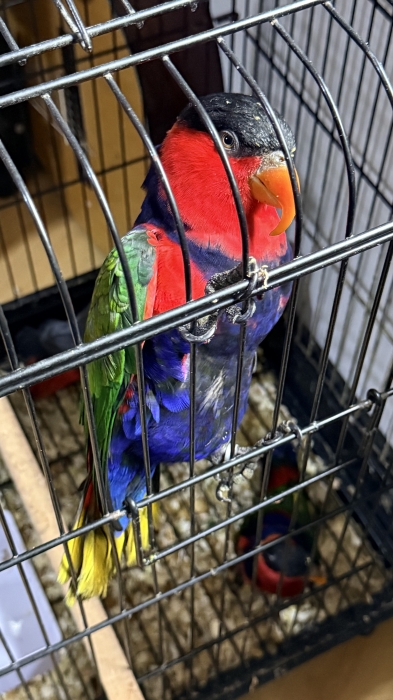 Lori black cape couple