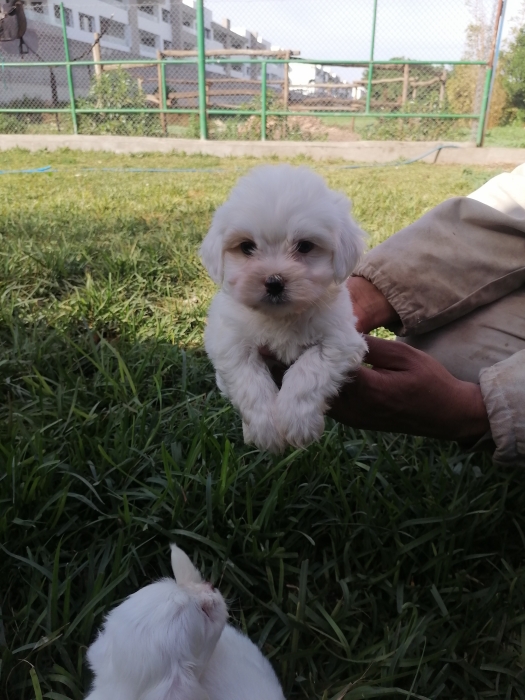 Bichon Maltais ❄🎄🎊🎅🏻